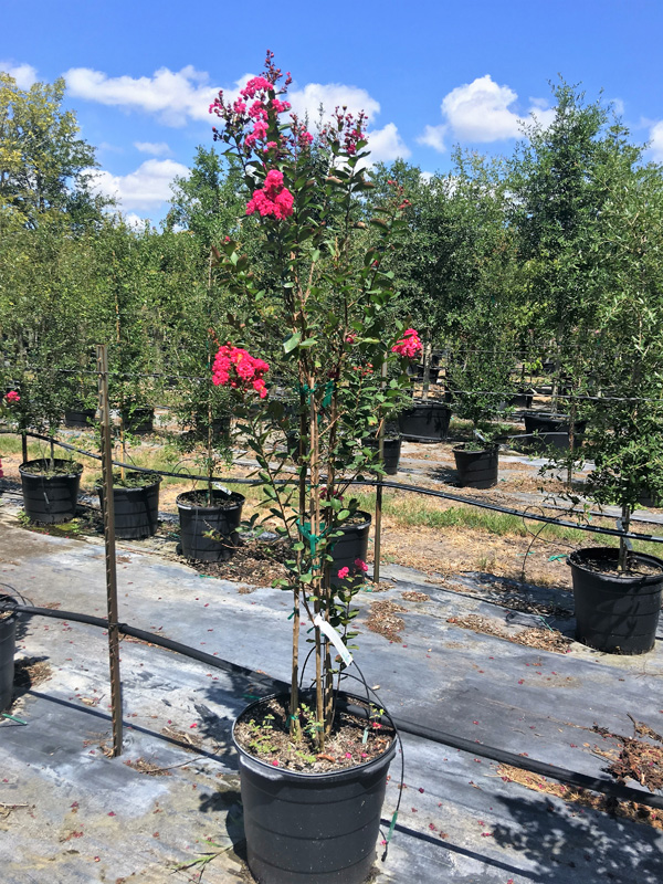 2016, 07, 24 PermaVista Trees - Dynamite Crape Myrtle - 15 Gallons {Triple}