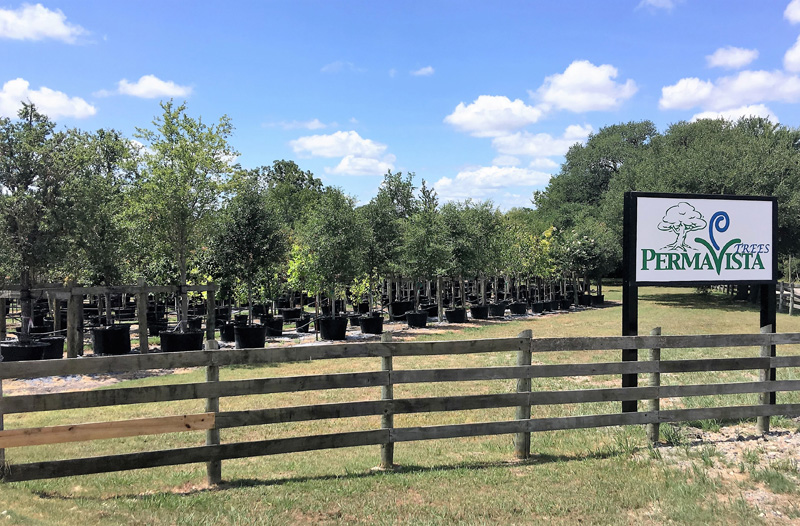 2016, 07, 24 PermaVista Trees Entrance