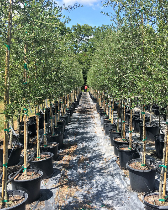 2016, 07, 24 PermaVista Trees - Live Oak Trees - 15 Gallons