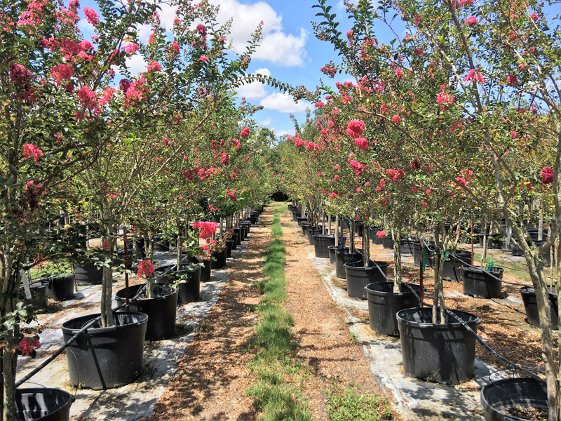 2016, 07, 24 PermaVista Trees - Tuscarora Crape Myrtle - 30 Gallons {Multi}