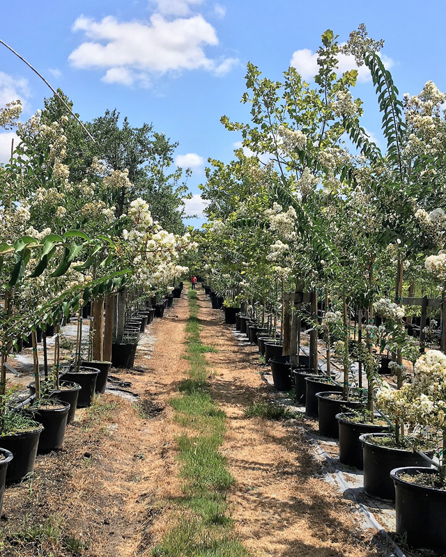 2016, 07, 24 PermaVista Trees - White Natchez Crape Myrtle - 30 Gallons {Single}