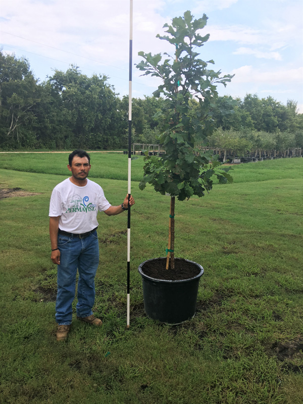 2016, 08, 27 Bur Oak 30 Gallon