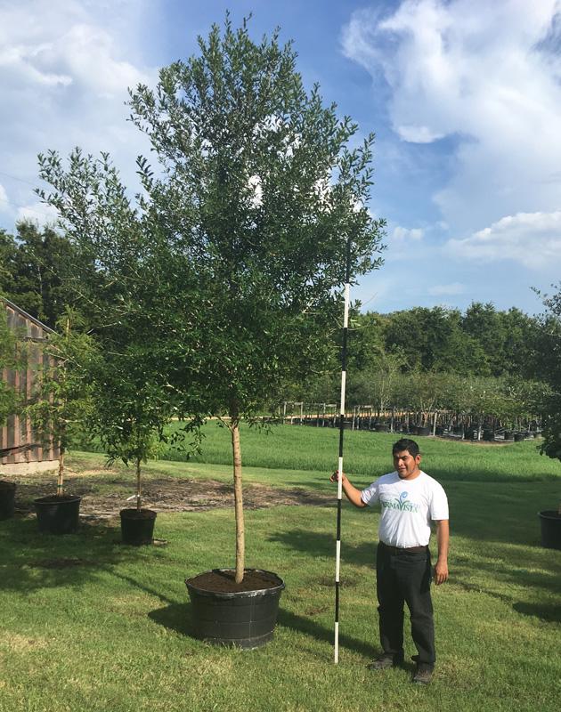 2016, 08, 27 Live Oak Tree 45 Gallon