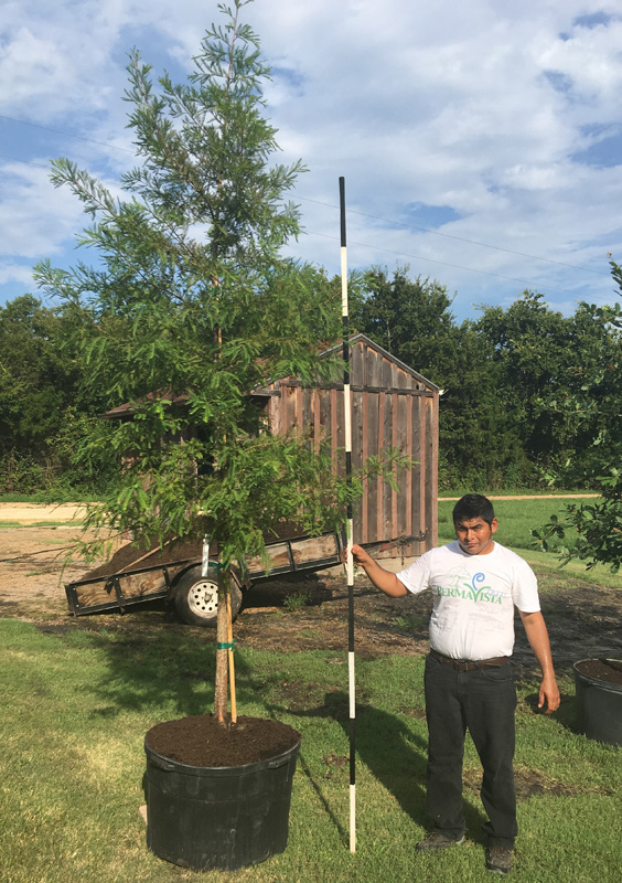 2016, 08, 27 Bald Cypress 45 Gallon