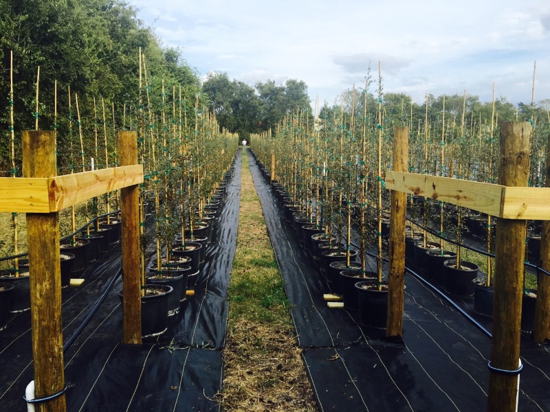 2016, 12, 31- 2,000 More Trees Added