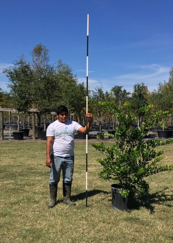 2016, 10, 09 Wax Leaf Ligustrum 15 Gallon