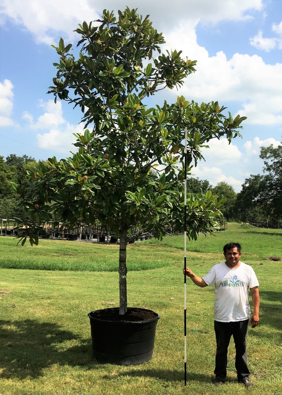 2016, 09, 03 - Magnolia Tree, 95 Gallons.