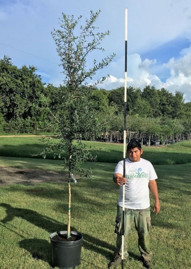 Live-Oak-15-gal-1.0-inch