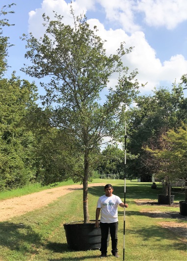 Live-Oak-200-gal