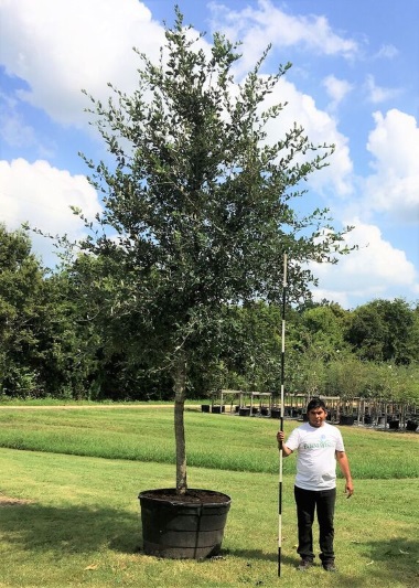 Live-Oak-95-gal