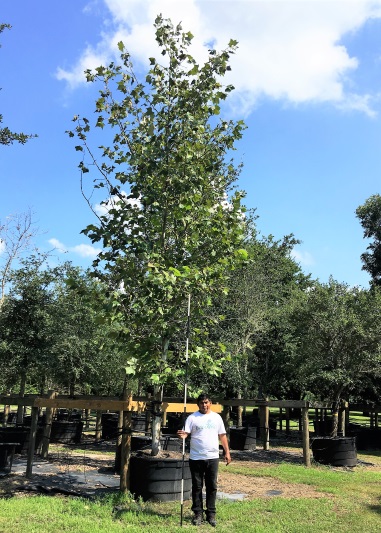 Sycamore-200-gal