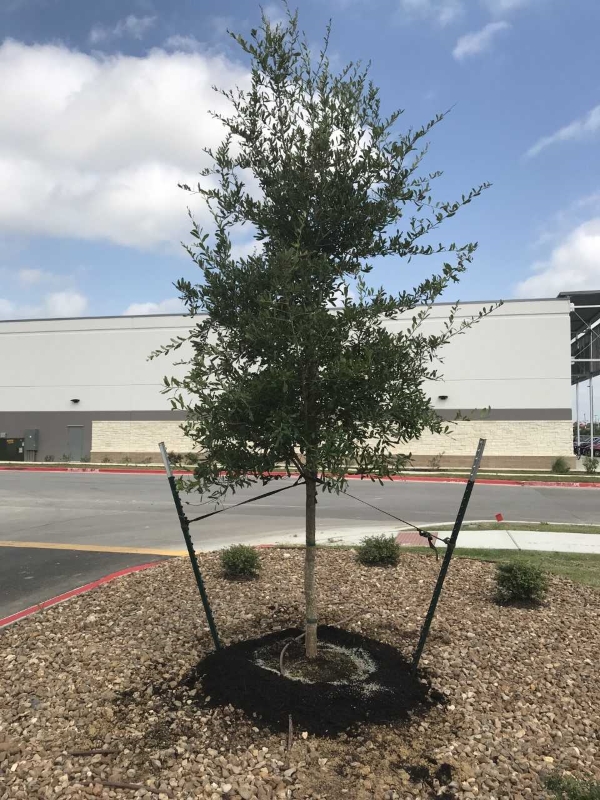 2018, 04- Live Oak , 45 Gallon Planted