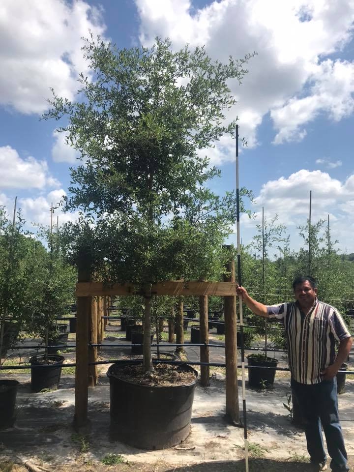 2018, 07- Live Oak, 95 Gallon.