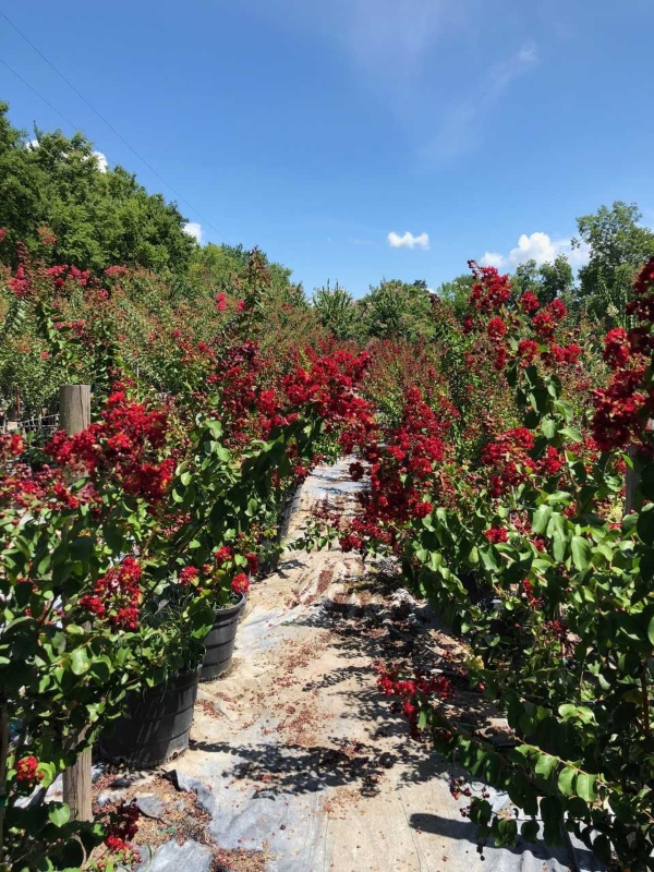 2018, 07- Red Dynamite Crape Myrtle- 15 Gallon.