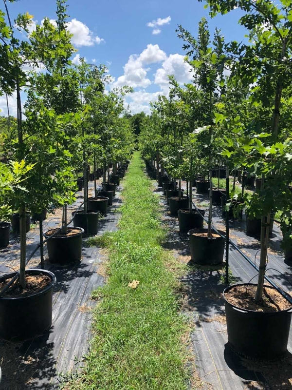 2018, 07- Shummard Red Oaks, 15 Gallon.