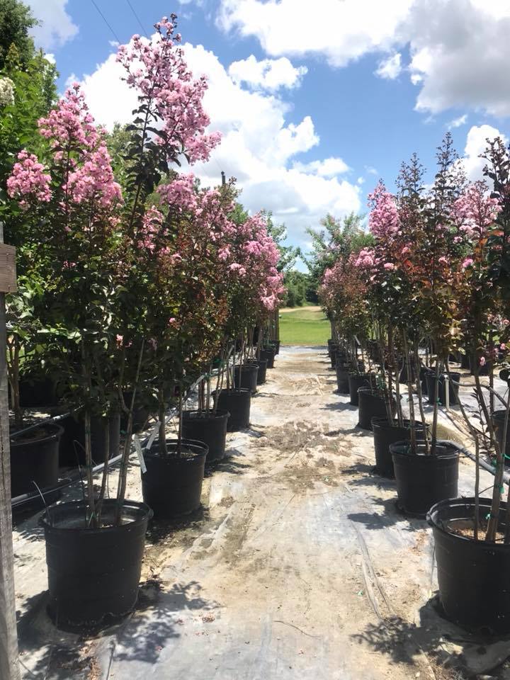 2018, 07- Sioux Crape Myrtles, 15 Gallon.