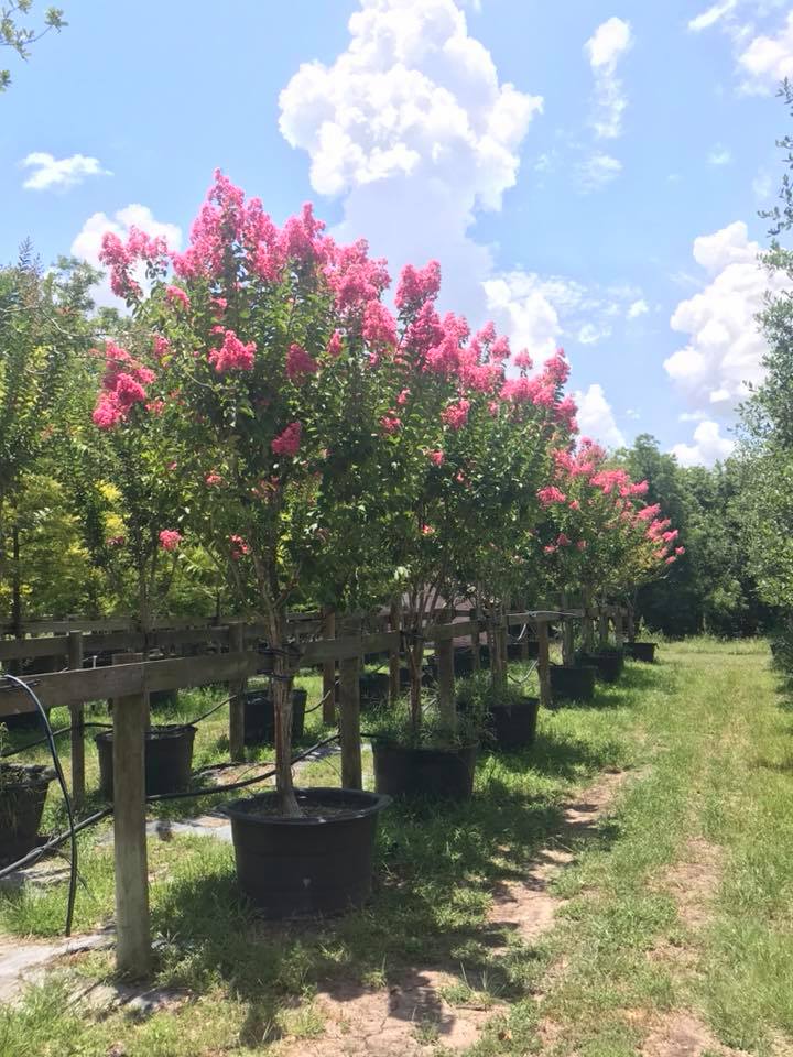 2018, 07- Tuscarora Crape Myrtle, 95 Gallon.