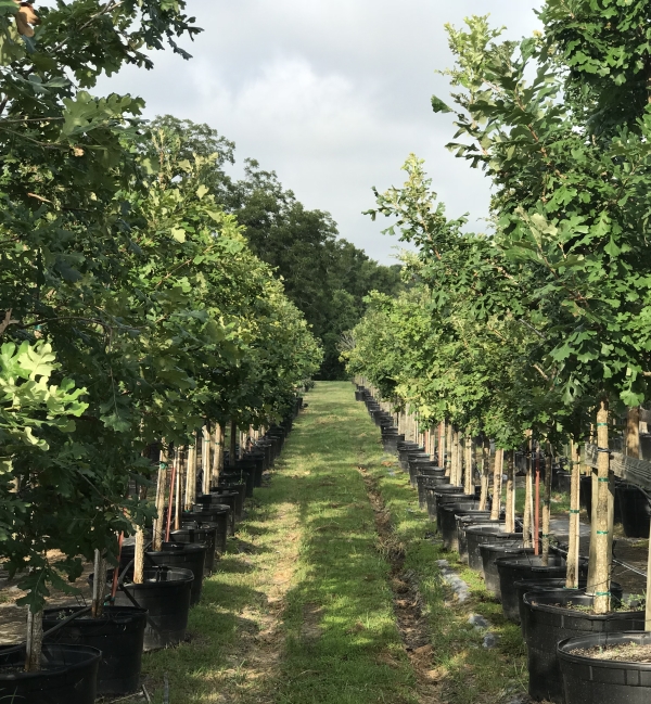 2018, 08- Burr Oaks, 15 Gallon