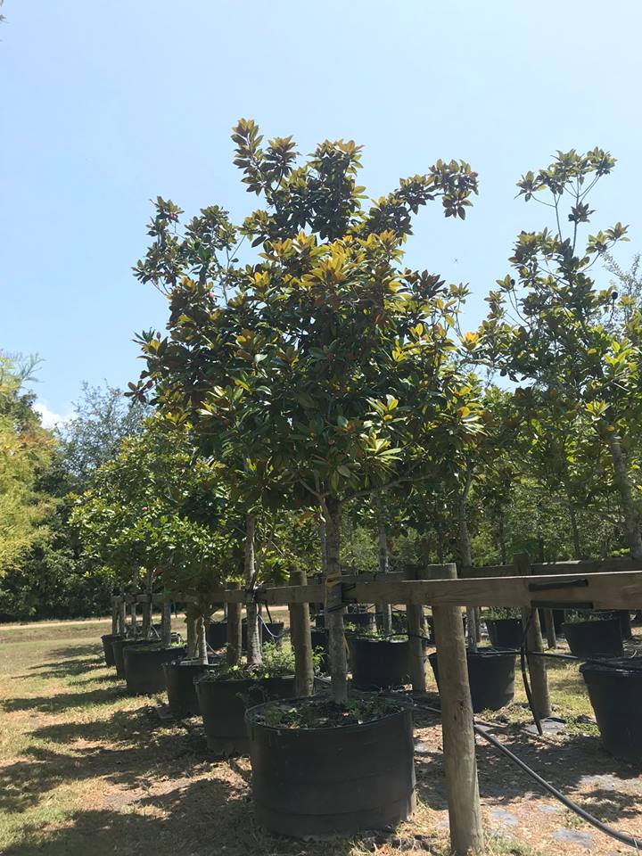 2018, 08- Magnolia, 200 Gallon.