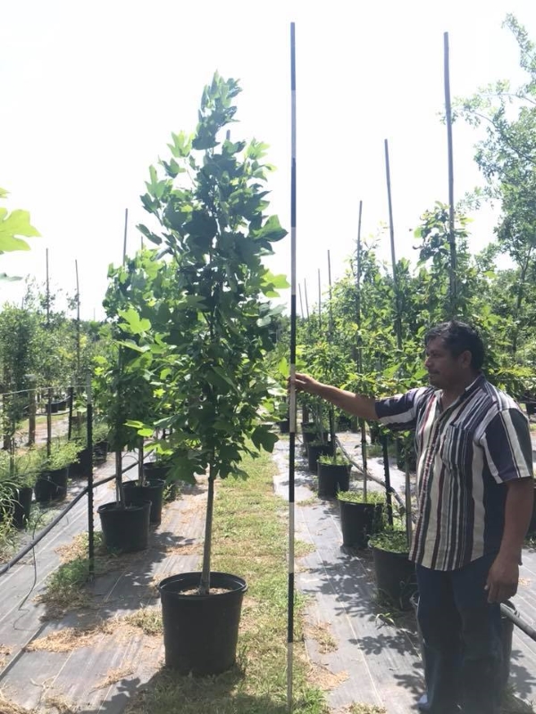 2018, 08- Tulip Poplar, 15 Gallon.