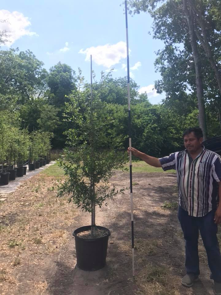 2018, 09- Live Oak, 15 Gallon.