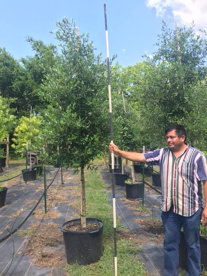 2018, 10- Live Oak, 30 Gallon.