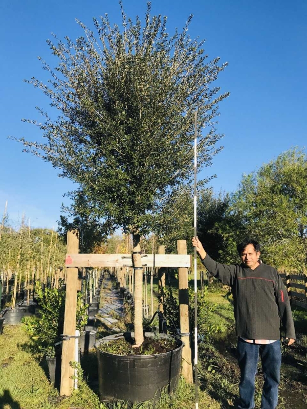 2018, 11- Live Oak, 95 Gallon.
