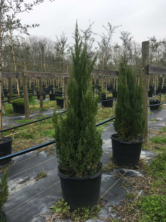 2019, 03- Juniper- 15 Gallon