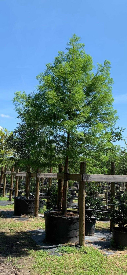 2019, 04- Bald Cypress- 95 Gallon
