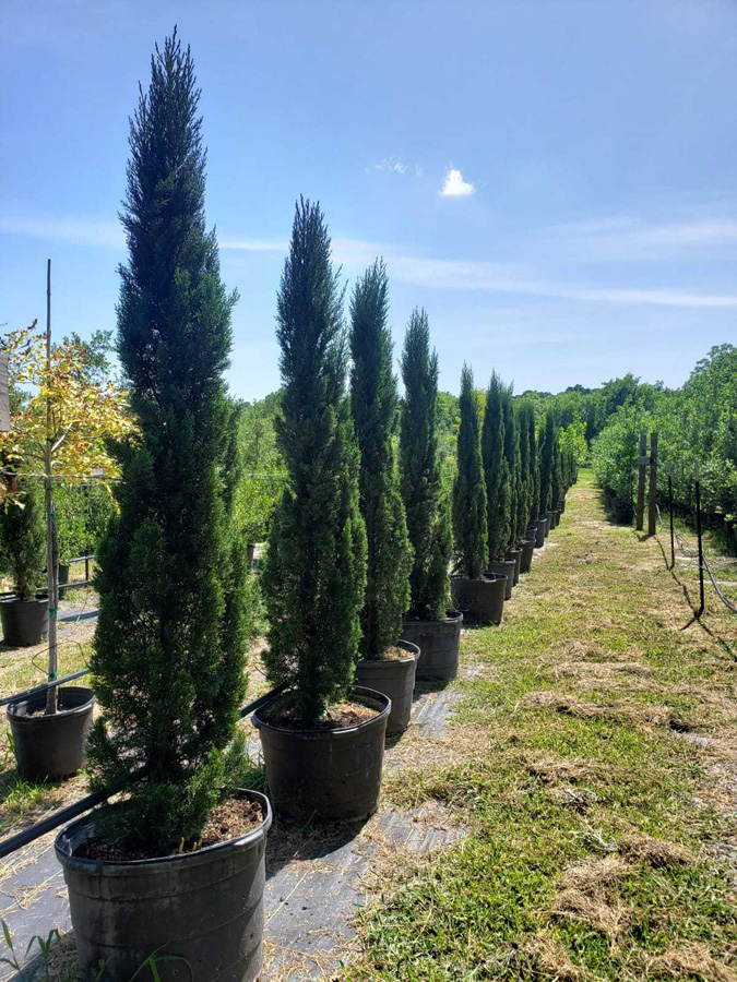 2019, 04- Italian Cypress- 30 Gallon