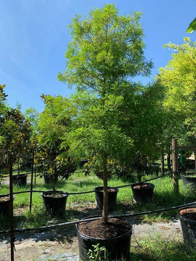 2019, 05- Bald Cypress 45 Gallon
