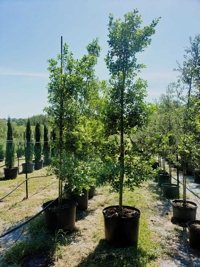 2019, 05- East Palatka Holly- 30 Gallon