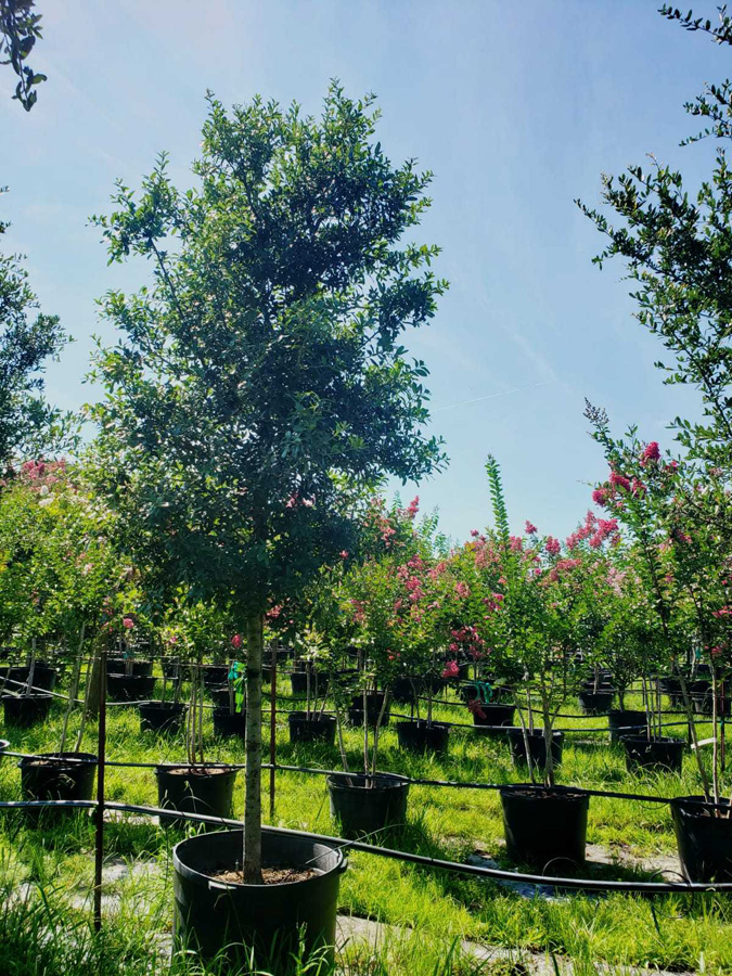 2019, 05- Live Oak -45 Gallon
