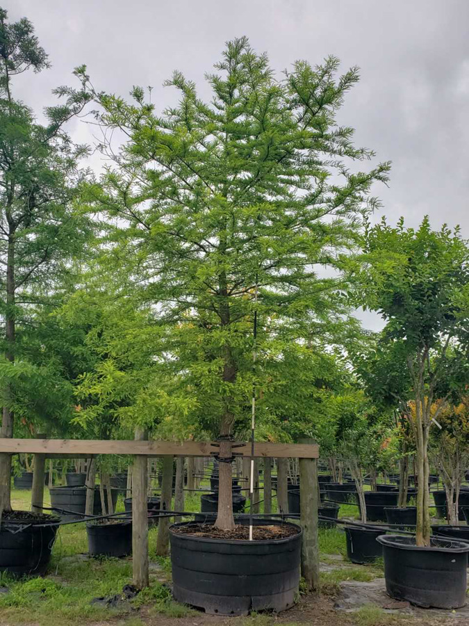 2019, 06- Bald Cypress- 300 Gallon