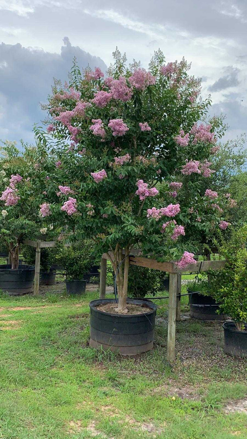 2019, 06- Crape Myrtle Muskogee- 200 Gallon