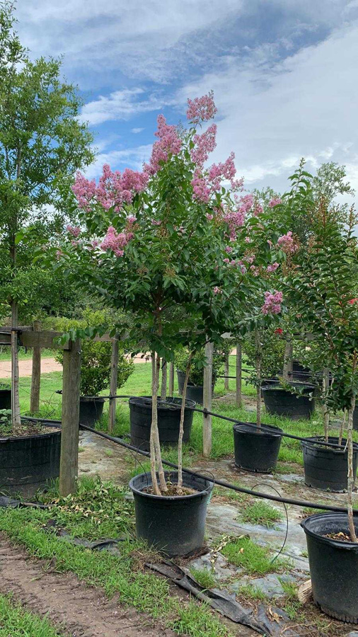 2019, 06- Crape Myrtle Muskogee- 30 Gallon