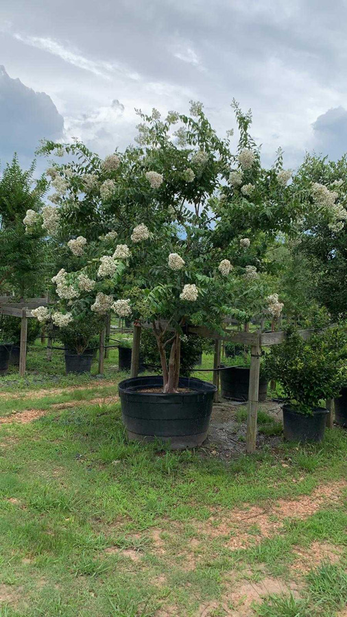 2019, 06- Crape Myrtle Natchez- 200 Gallon