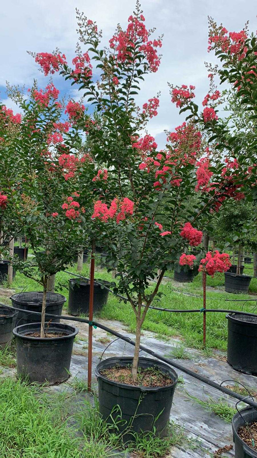 2019, 06- Crape Myrtle- Tuscarora- 30 Gallon