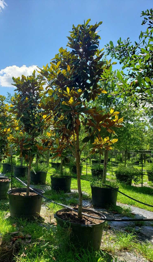 2019, 06- Magnolia DD Blanchard- 45 Gallon