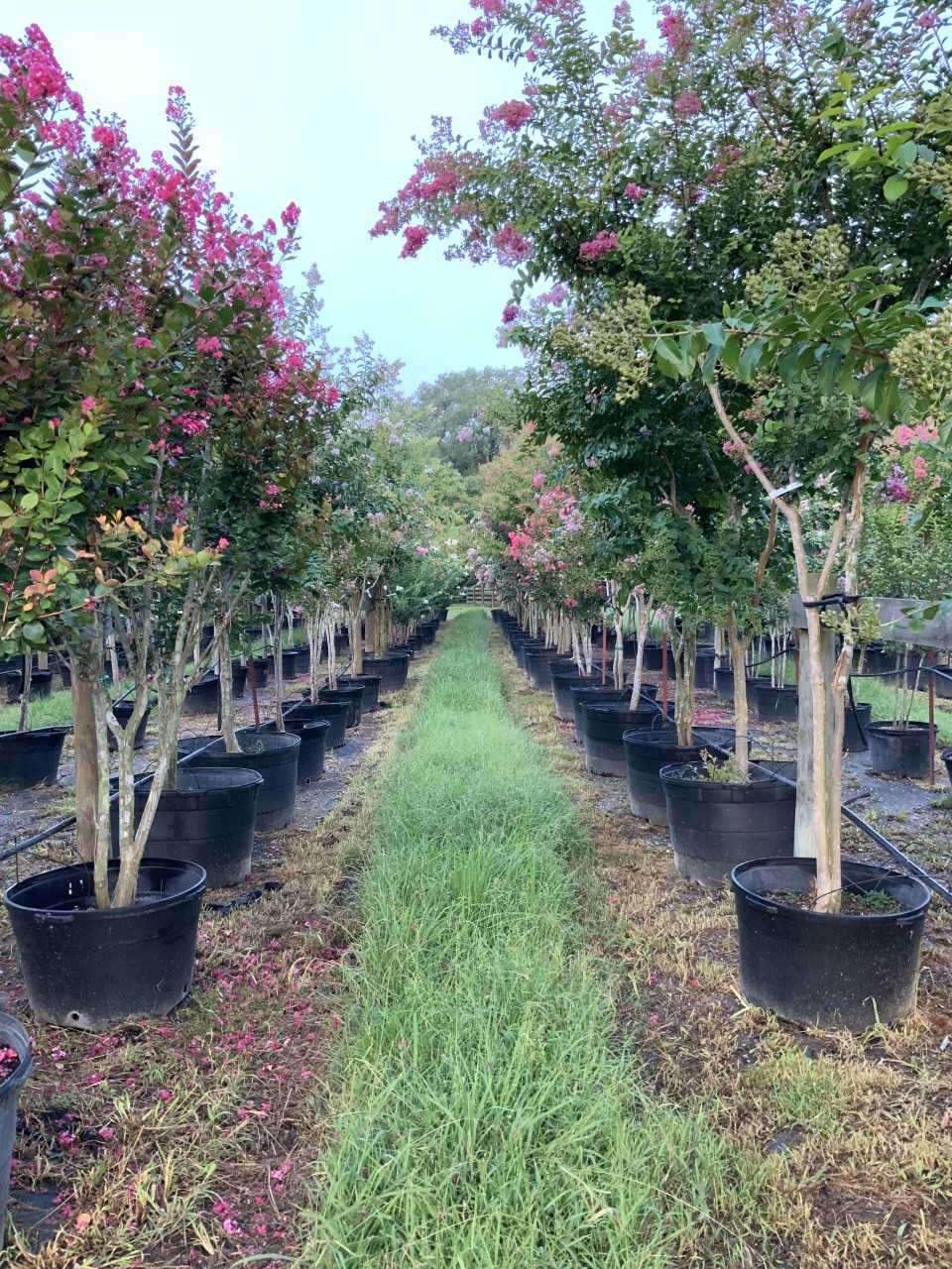 2019, 08- Crape Myrtles (different sizes & colors).