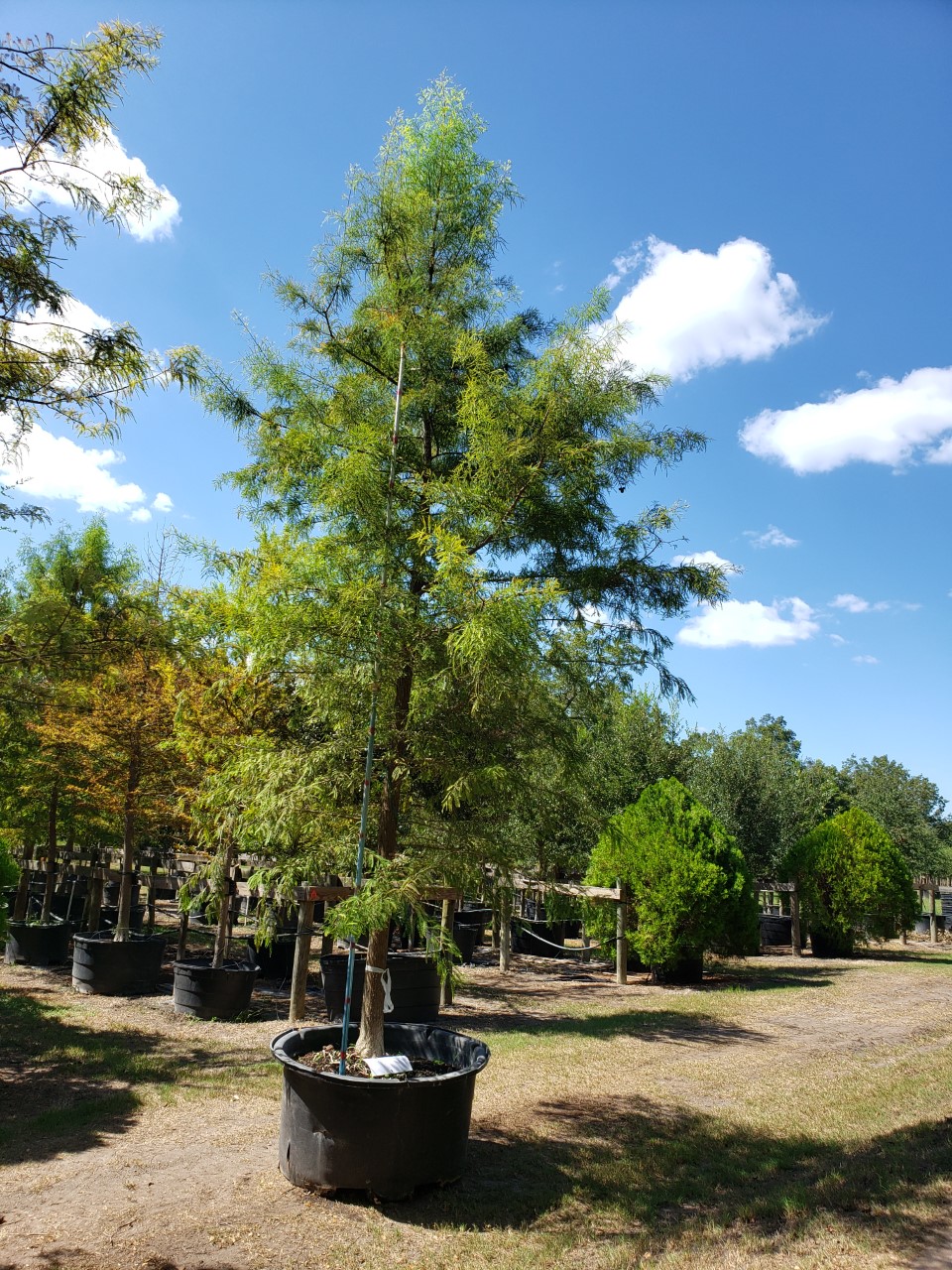 2019, 09- Bald Cypress, 200 Gallon.