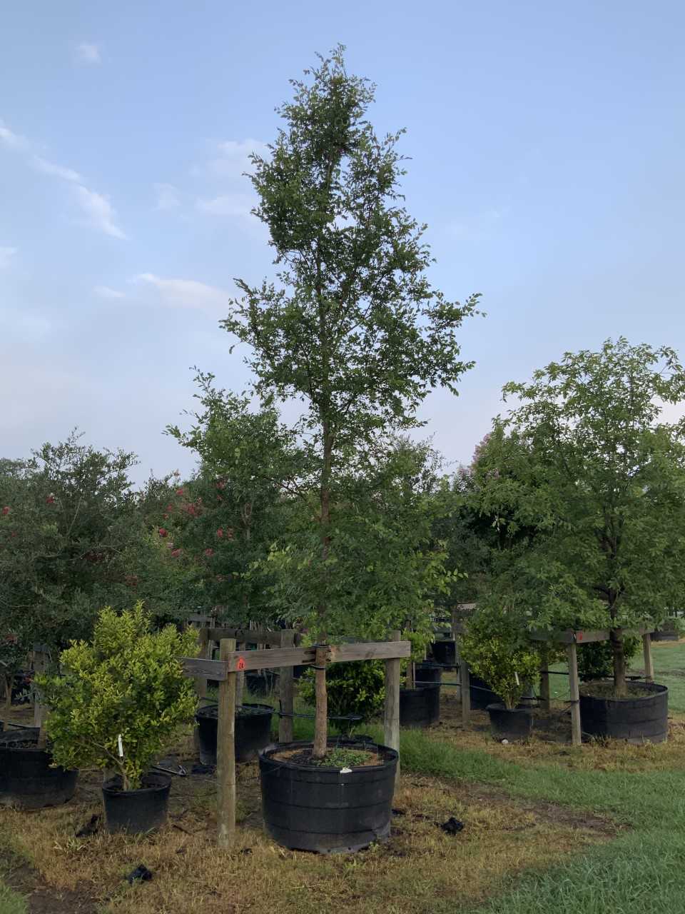 2019, 09- Cedar Elm, 200 Gallon.