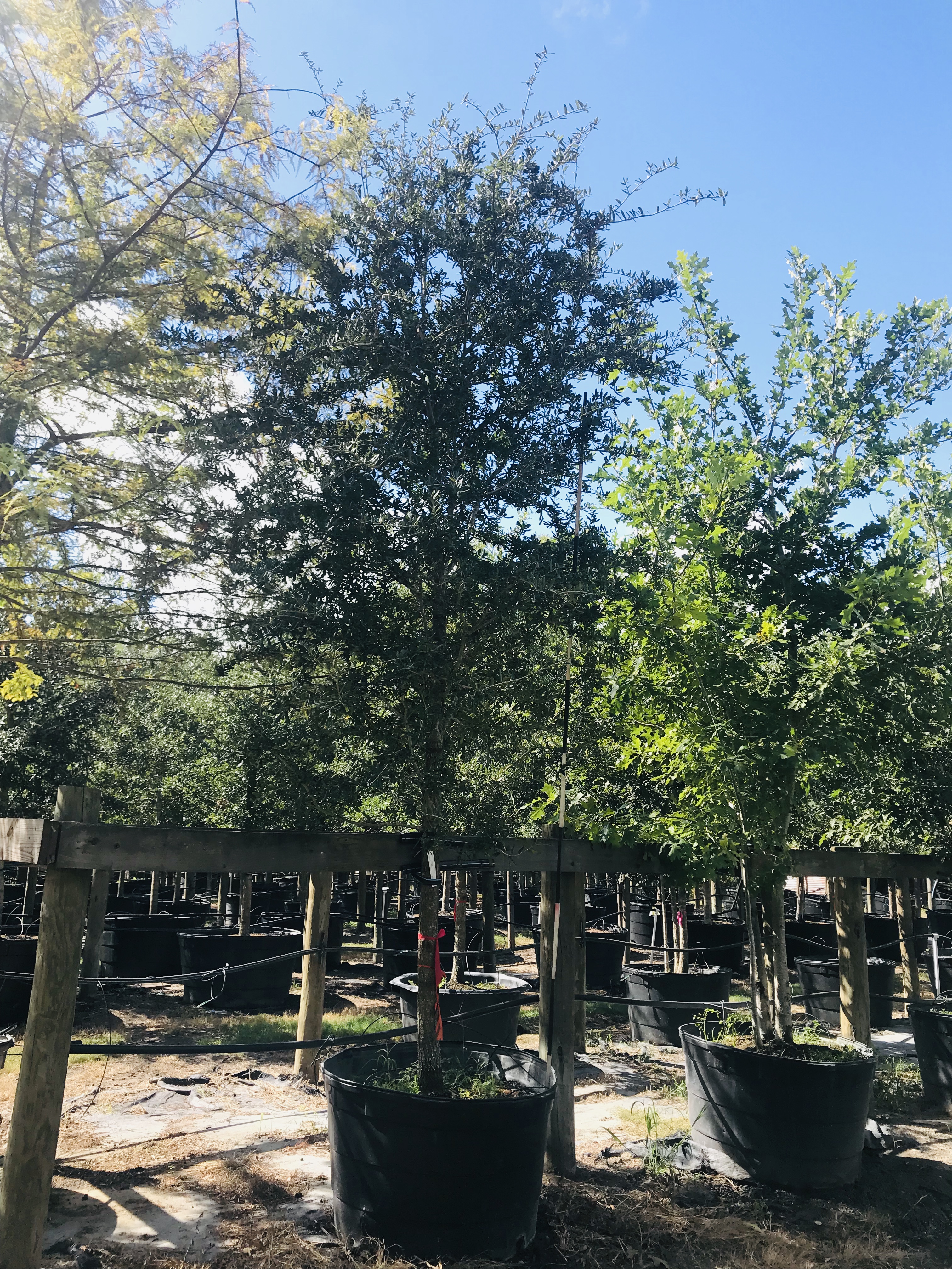 2019, 09- Live Oak, 95 Gallon.