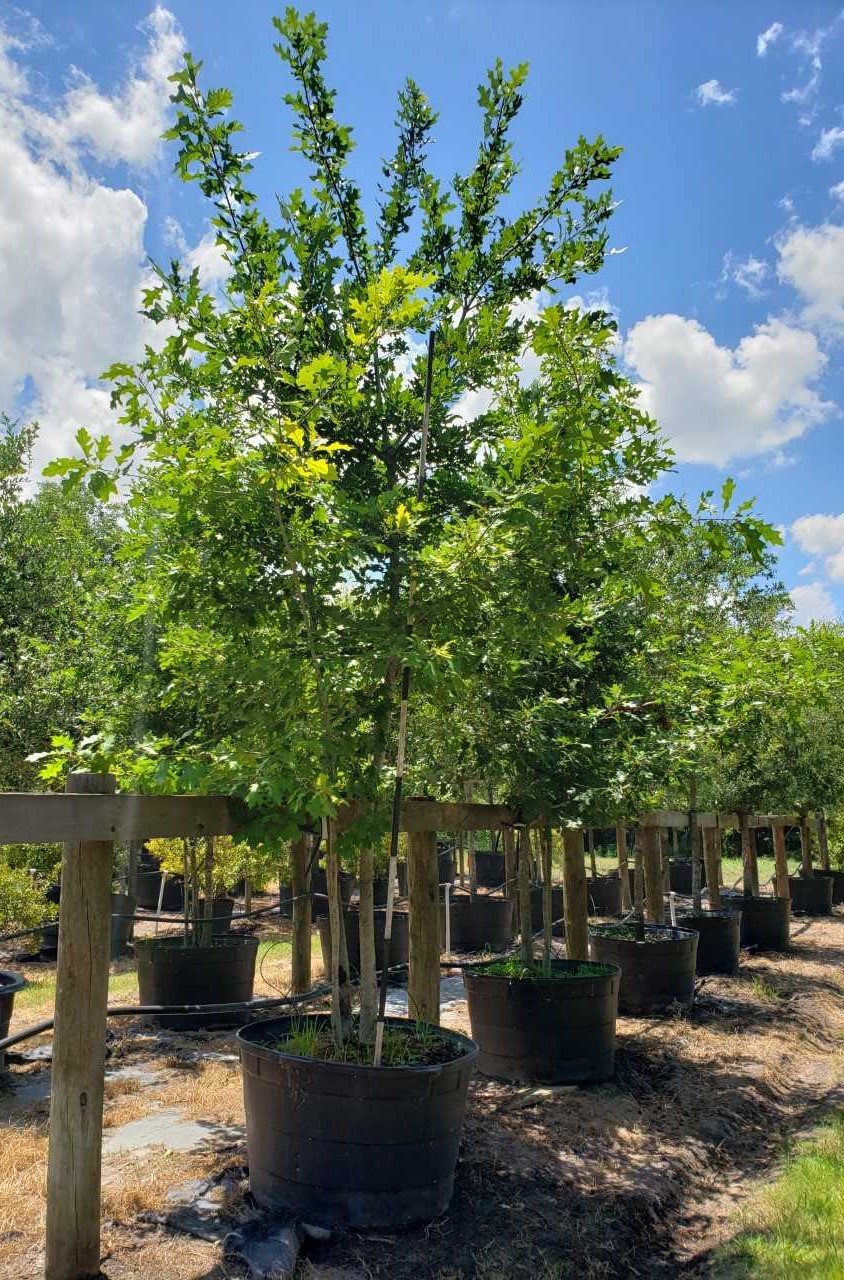 2019, 09-Shummard Red Oak MT, 95 Gallon. (2)