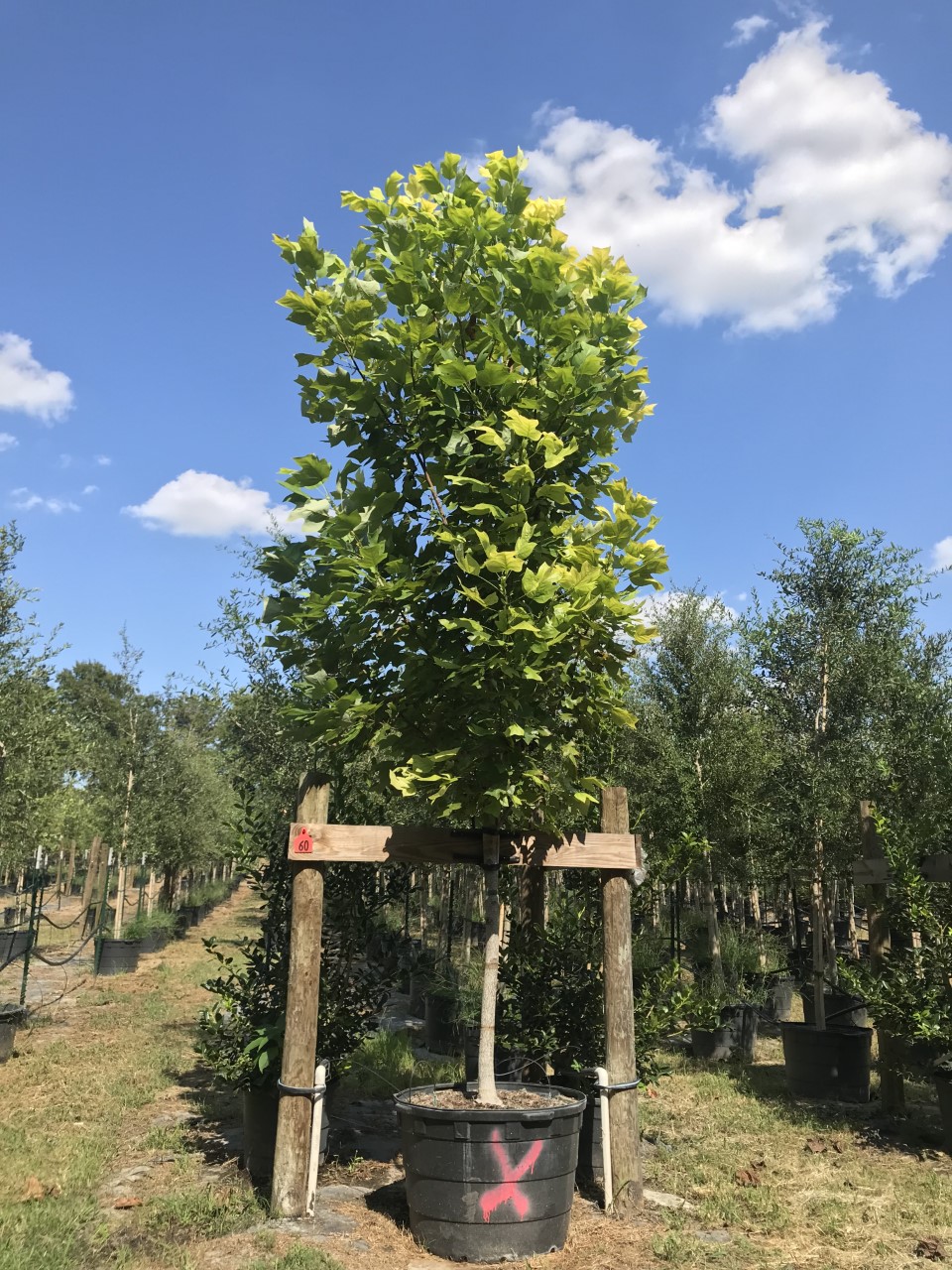 2019, 09- Tulip Poplar, 45 Gallon.