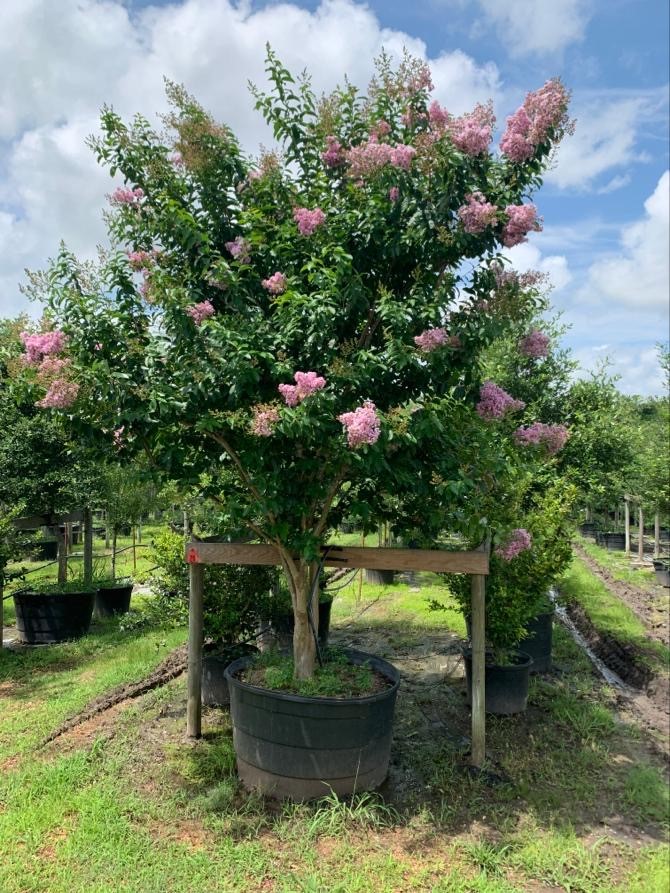 2019, 10-Muskogee Crape Myrtle, 95 Gallon