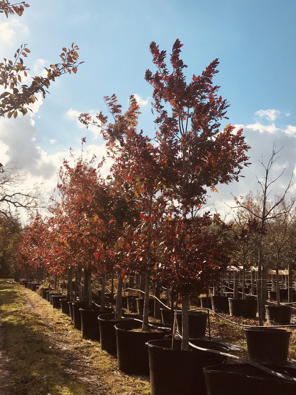 2019, 11- Shummard Red Oak, 95 Gallon