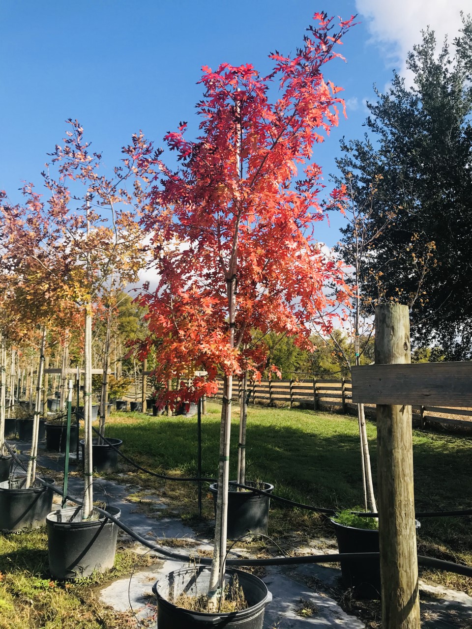 2019, 11- Texas Red Oak 30 Gallon
