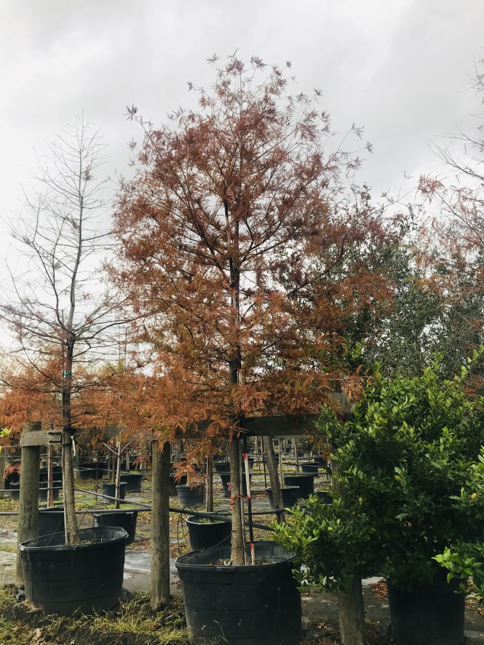 2019, 12- Bald Cypress, 95 Gallon