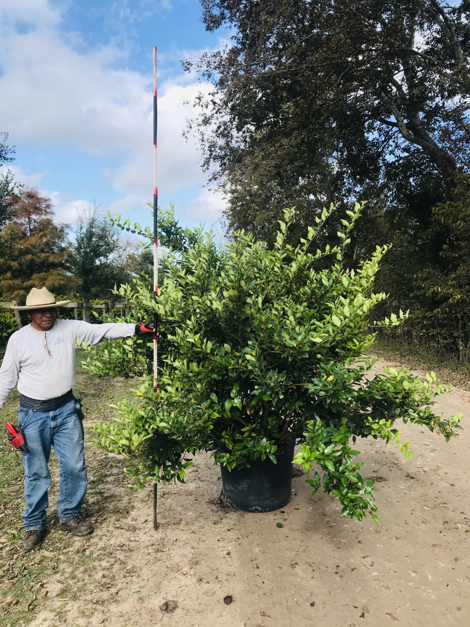 2019, 12- Wax Leaf Ligustrum, 30 Gallon